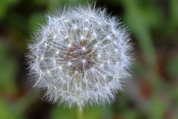 Naklejka premium Diente de león.