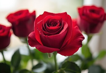 Naklejka premium Close-Up of a Vibrant Red Rose Bloom Surrounded by a Cluster of Budding Roses against a Softly Blurred Background Capturing the Beauty of Nature and Romance