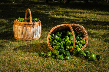 A wicker basket with green bell peppers is tipped on its side, lying on the ground next to another...