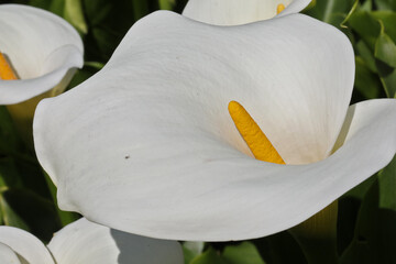 Fleur de Lys Calla, Zantedeschia aethiopica