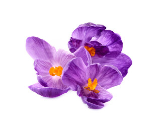Crocus  flowers  bouquet in closeup on white background.