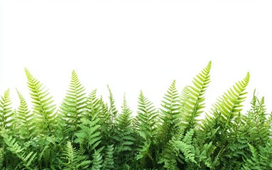 green leaves of fern isolated on white