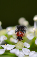 small pollinating beetle on a flower