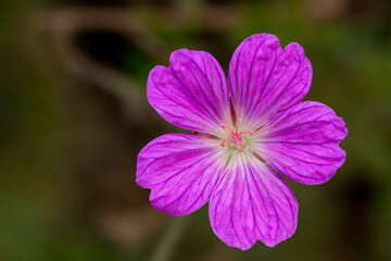 Fototapeta premium Wild Geranium (Geranium incanum), Garden Route Botanical Garen, George.