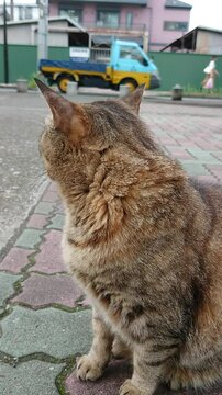 公園の猫４