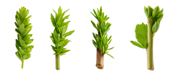 Fresh green plant stems showcasing various leaf structures and growth patterns. These vibrant green elements highlight beauty of nature and botanical diversity