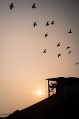 Birds Flying over caged birds