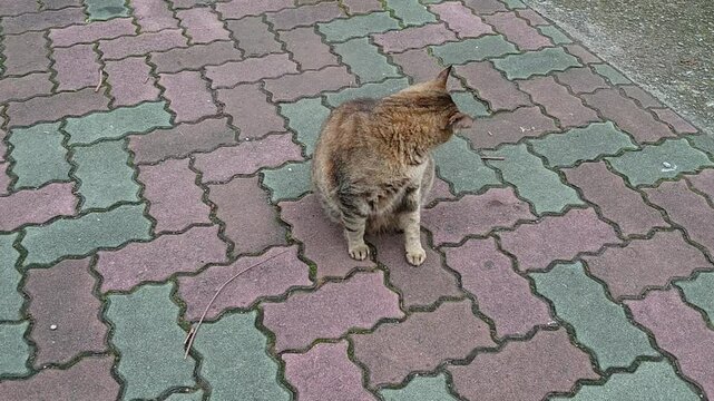 公園の猫３