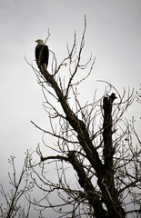 Bald Eagle on Bare Branch