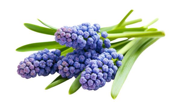 Beautiful purple flowers with green leaves, showcasing vibrant and fresh appearance, perfect for spring arrangements or floral designs