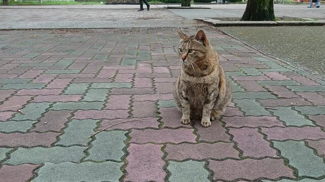 公園の猫