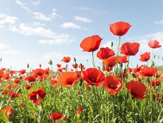 Obraz premium Red poppies stand tall among the lush green grasses of a warm and sunny summer field, natural scenery, green grass, tall flowers