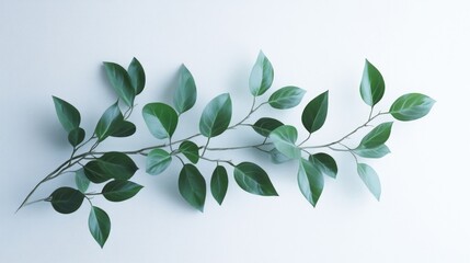 Green leafed plant on white background
