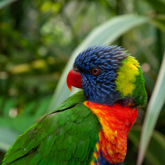 Vibrant Rainbow Lorikeet Perched in Tropical Foliage