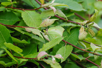 A common brimstone butterfly blends seamlessly into a lush arrangement of green leaves, showcasing its natural camouflage. 