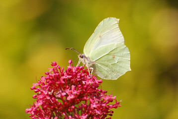  A close-up of a common brimstone butterfly perched delicately on a bright red flower.