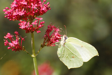  A close-up of a common brimstone butterfly perched delicately on a bright red flower.