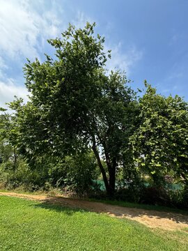 Elm, Ulmus tree of the elm family (Ulmaceae) has green leaves by the river. Selective focus of Ulmus pumila celer tree, European hornbeam or carpinus betulus.