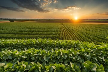 Beautiful wide field of crops the sun is setting