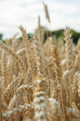 the wheat and the warm sunlight. This perspective highlights the intricate structure of the wheat plant, giving a sense of the agricultural richness.