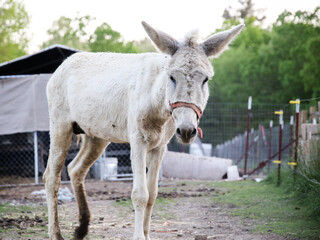 Braying Donkey Livestock Farm Animal