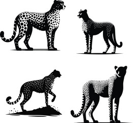 Beautiful cheetah Silhouette Vector Art and Graphic animal illustration on a white background