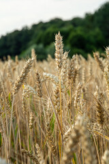 A broader view of the wheat field, showcasing countless wheat stalks swaying in the breeze. The image captures the uniformity and abundance of the crops, with a few trees visible in the distant backgr