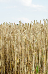 A broader view of the wheat field, showcasing countless wheat stalks swaying in the breeze. The image captures the uniformity and abundance of the crops, with a few trees visible in the distant backgr