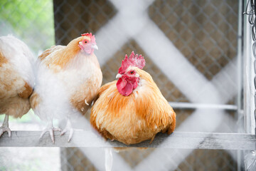 chicken rooster hen bird farm barn animals