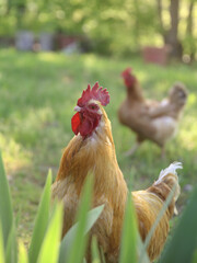 chicken rooster hen bird farm barn animals