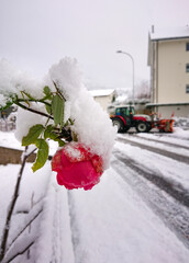 Rose Flower Covered in Early Snow with a Snow-Clearing Tractor in the Background
