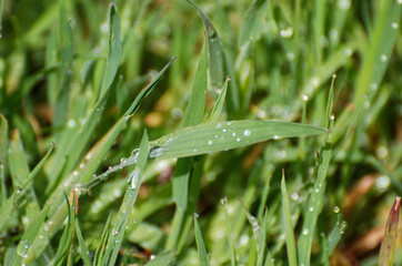 Close-up of Dew Drops on Fresh Green Grass
