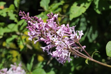 Lilas de Hongrie, Syringa villosa