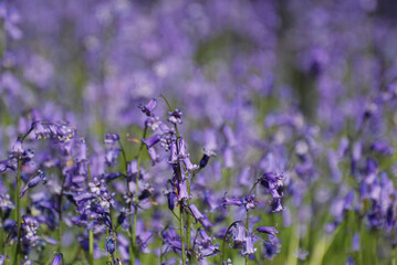 Bluebell Forest closeup from bluebell height and level