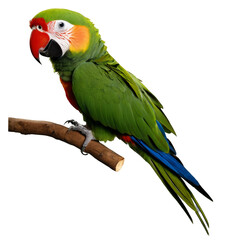 Fototapeta premium A green and blue parrot is perched on a branch. Isolated on transparent background.