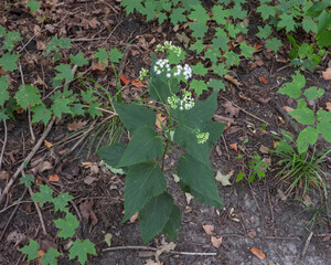 Ageratina altissima | White Snakeroot | Native North American Woodland Wildflower