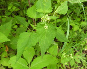 Ageratina altissima | White Snakeroot | Native North American Woodland Wildflower
