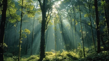 Papier peint photo intissé A landscape of a forest with nice trees.