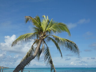 palm trees on the beach