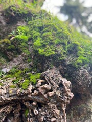 moss on the rock