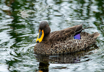 Swimming adult Yellow-billed Duck (Anas undulata), Garden Route Botanical Garden, George.