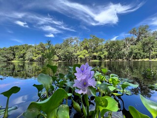 Water Lilies on the River