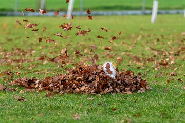 Orange Ginger Cat Playing in Leaf Pile