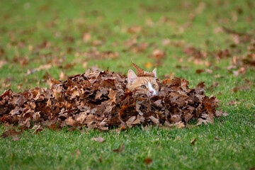Orange Ginger Cat Playing in Leaf Pile