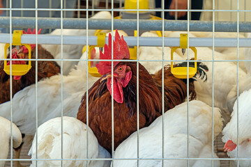 Rooster with others in metal cage inside chicken coop farm © Tatty