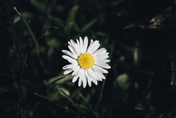 Einsame G&auml;nsebl&uuml;mchenbl&uuml;te &ndash; Naturminimalismus im Fokus