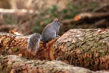 Grey Squirrel Sitting on Tree Log in Forest Setting
