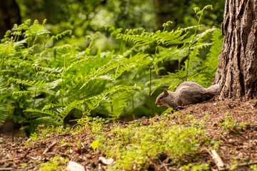 Grey Squirrel foraging in Woodland with Ferns and Trees