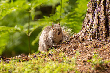  Grey Squirrel in the Forest, Curiously Looking at the Camera