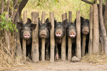 Curious Piglets Peeking Through a Wooden Fence - Five piglets playfully peek through rustic wooden fence posts, symbolizing curiosity, farm life, springtime, rural charm, and playful nature.